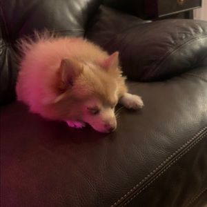 Meet your Posher, Ilana